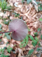 Soldanella montana
