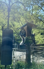 Sciurus carolinensis