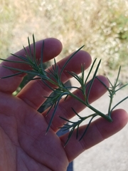Salsola australis