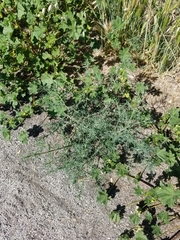Salsola australis