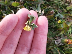 Medicago lupulina