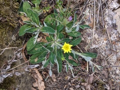 Pilosella officinarum
