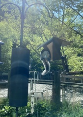 Sciurus carolinensis