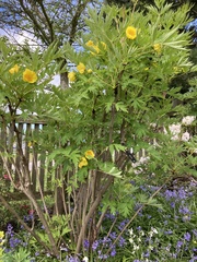 Paeonia ludlowii