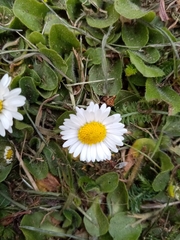 Bellis perennis
