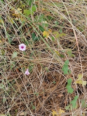 Ipomoea magnusiana