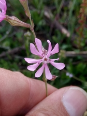 Silene secundiflora image