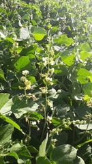 Cucurbitaceae