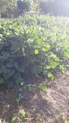 Cucurbitaceae