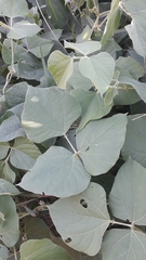 Cucurbitaceae