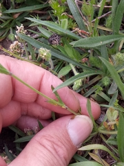 Silene secundiflora image