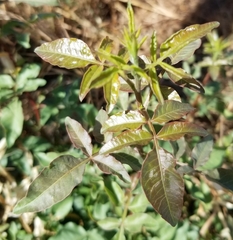 Schinus terebinthifolia