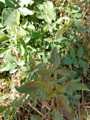 Schinus terebinthifolia