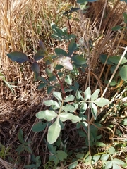 Schinus terebinthifolia