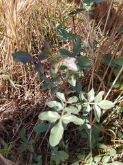 Schinus terebinthifolia