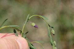 Linum austriacum