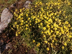 Potentilla incana