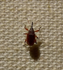 Anthonomus phyllocola