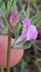 Misopates calycinum