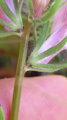 Misopates calycinum