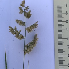 Brachiaria marlothii