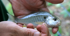 Leiostomus xanthurus