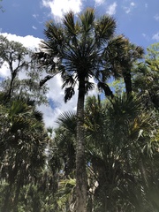 Sabal palmetto palmetto