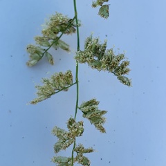 Brachiaria marlothii