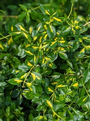 Magnoliopsida