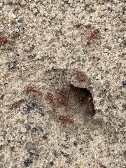 Pogonomyrmex comanche