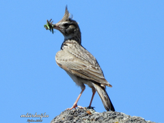 Galerida cristata