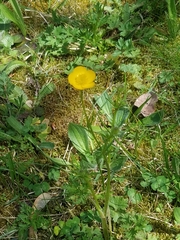 Ranunculus bulbosus