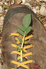 Anthyllis vulneraria carpatica