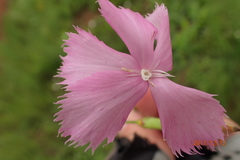 Dianthus zeyheri