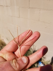 Cynodon dactylon