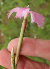 Dianthus zeyheri