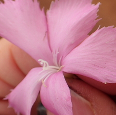 Dianthus zeyheri