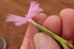 Dianthus zeyheri