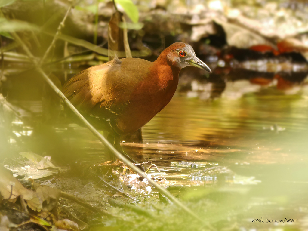 Gray-throated Rail (Canirallus oculeus) photo