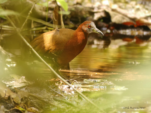 Gray-throated Rail