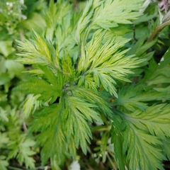 Artemisia vulgaris