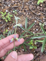 Pediomelum digitatum