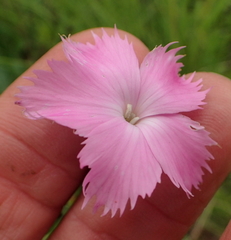 Dianthus zeyheri