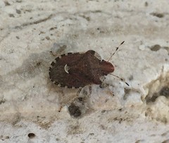 Dyroderes umbraculatus