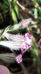 Silene bellidifolia