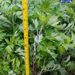 Artemisia vulgaris