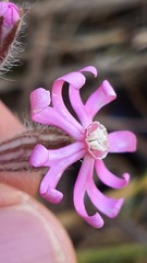 Silene bellidifolia