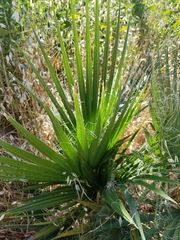 Washingtonia robusta