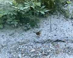 Thryothorus ludovicianus