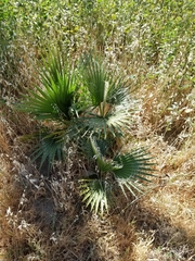 Washingtonia robusta